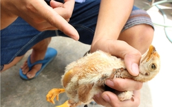 Hàng trăm con gà lăn ra chết sau khi tiêm vacxin