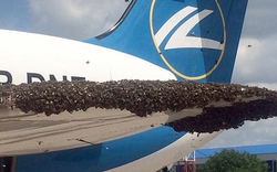 Nga: Máy bay chở khách bị hàng nghìn con ong tấn công
