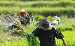 Thái Lan “bạo tay” cho nông dân vay… hơn 37.000 tỷ đồng