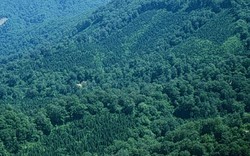 Đề xuất tăng phí dịch vụ môi trường rừng