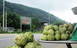 Độc đáo trái mãng cầu xứ núi Tịnh Biên