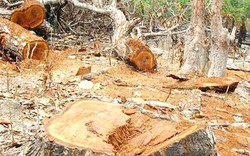 Nghệ An: Bắt 5 kẻ chặt cây gỗ quý trong khu bảo tồn