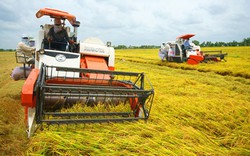 Hơn 90% nông dân làm lúa thu đông có lãi