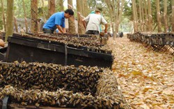 Kỹ thuật tạo ong chúa và nhân đàn lấy mật ong siêu dễ 