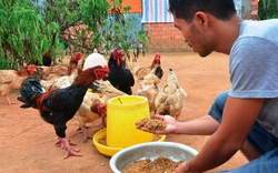 Chủ trại gà Đông Tảo tiết lộ bí quyết “vàng“