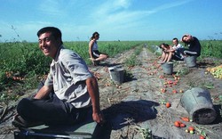 Nông dân Trung Quốc bỏ việc để chơi chứng khoán 