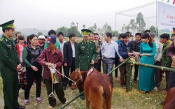 Nghệ An: Tặng 203 con bò giống cho hộ nghèo