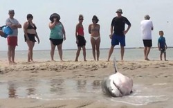 Video: Giải cứu cá mập lao lên bãi biển bắt chim