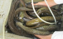 Thiết kế bể xi măng nuôi cá chình bông cho năng suất cao