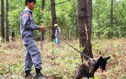 Lần đầu tiên ở Việt Nam: Chó đi rà bom, mìn
