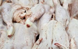 “Thịt gà Mỹ giá dưới 20.000 đồng/kg là rất bất thường”