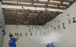 Lắp giàn loa trên mái nhà nuôi chim yến, kiếm tiền tỷ mỗi năm