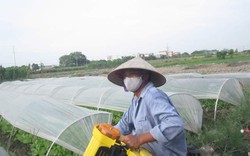 "Không dùng thuốc trừ sâu thì người trồng rau vỡ nợ à?"