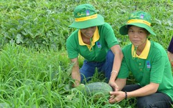 Cây dưa hấu ưa phân bón Phú Mỹ