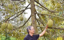 Lão nông chia sẻ bí quyết tạo giống sầu riêng cơm vàng hạt lép