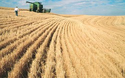 Trang trại ngũ cốc ở Mỹ và Canada có gì đặc biệt?