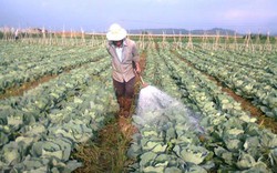 Việt Nam chi 9000 tỷ nhập thuốc trừ sâu và nguyên liệu