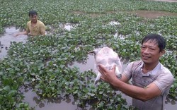 Nuôi ghép ba ba và cá vừa tăng năng suất, lại giảm chi phí