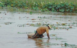 Thu bạc triệu từ trồng sen lấy ngó trên đất lúa