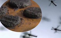 Video: Đặc sản bánh... muỗi giàu protein gấp 7 lần thịt bò