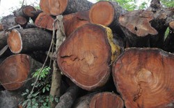 Tiếp tục đấu giá gỗ cây xanh, HN thu gần 400 triệu đồng