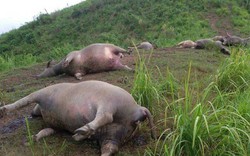 Hà Giang: Bị sét đánh, 19 con trâu chết tại chỗ