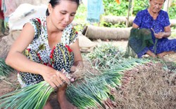 Xóm “làm đẹp” hành lá miền Tây