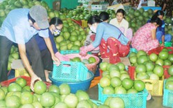 Trái cây ĐBSCL: Xuất khẩu tăng nhưng nông dân vẫn lỗ
