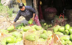 Mãng cầu Xiêm tăng giá mạnh