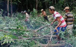 Giá giảm sâu, hiệu quả kém, nông dân chặt cao su