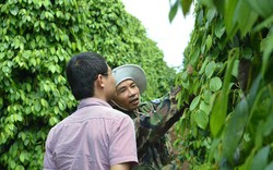 Làm giàu từ báo của nông dân