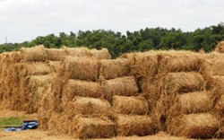 Rơm tiêu thụ nhanh hơn lúa, nông dân kiếm tiền triệu