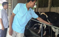 Đột phá trong chăn nuôi bò sữa ở Tiên Du