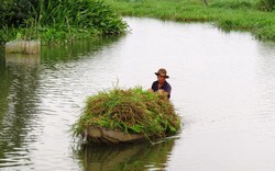 Thăm chợ mua bán cỏ ở Sài Gòn