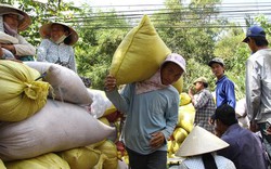 Giá giảm, thương lái bẻ kèo, nông dân vỡ mộng với lúa hè thu muộn