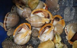 Ra Phú Quốc, khám phá những đặc sản từ sò, ốc...
