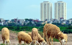Lạ lẫm đàn cừu tung tăng gặm cỏ giữa Thủ đô