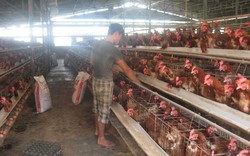 Hơn 15.000 nông dân mất việc vì gà ngoại