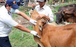 Hà Tĩnh lo ngại dịch lở mồm long móng bùng phát trở lại