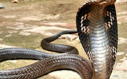 5 loài rắn khổng lồ nhất Ấn Độ