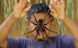 Những loài nhện khổng lồ nhất hành tinh