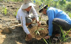 Kỹ thuật trồng, chăm sóc cây mắc ca