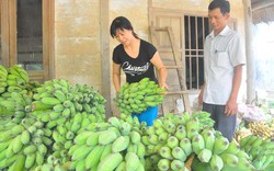 Kim Bình - xã “trăm triệu đồng” nhờ chuối tây