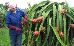 Phân bón Văn Điển nâng cao chất lượng cây thanh long