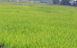 Kiên Giang: Thiệt hại 12.500ha lúa