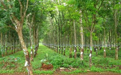 Quảng Nam: Mở rộng diện tích cây cao su