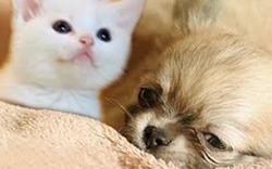 Cặp đôi chó, mèo dễ thương gây “bão” truyền hình Hàn