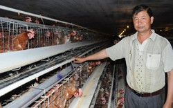 Thu lãi 3 tỷ mỗi năm từ nuôi gà theo công nghệ khép kín