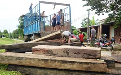 Quảng Nam: "Lâm tặc" ngang nhiên chặt phá rừng