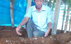 Tái sử dụng mùn cưa trồng nấm sò để trồng nấm rơm, tại sao không?